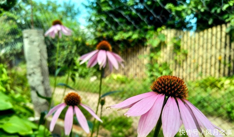 运势|8月开始事业顺利,吉星辅助,终成大器的四大生肖