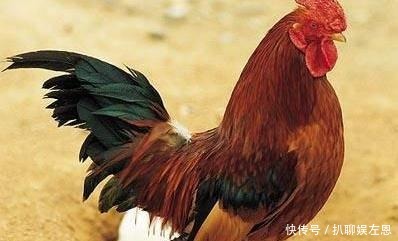 解决|皇帝：要吃公鸡下的蛋，满朝文武吓坏了，12岁小孩10字解决！