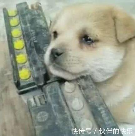 想念|小狗在新家想念狗妈,忍不住想流泪,整天都无精打采!