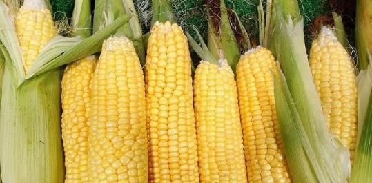人不知|爱吃玉米的人此物不可以和玉米一起吃,很多人不知