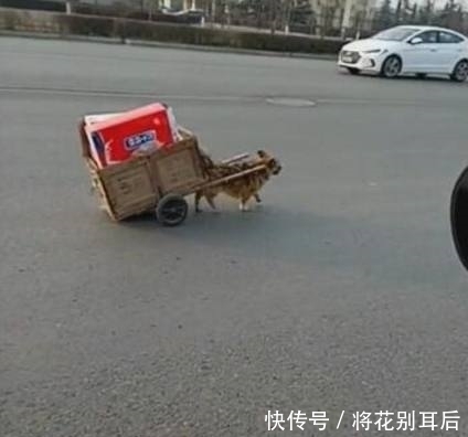帮主|狗狗帮主人捡废品卖，自己拉着小车回家，乖巧又懂事！