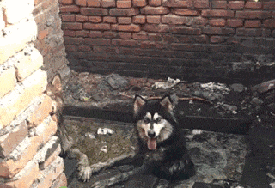  带走|搞笑GIF：你们谁想要狗，就把这两个掉粪坑的带走吧