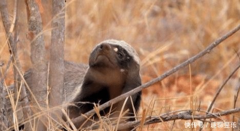 唯一|非洲乱不乱,平头哥说了算:唯一把自己“玩成”濒危的物种