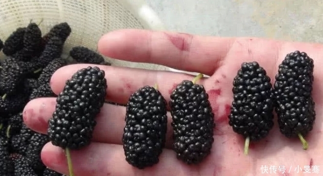 肾脏|桑葚好吃,却不能乱吃,吃桑葚有1大“禁忌”,别怪我没提醒你