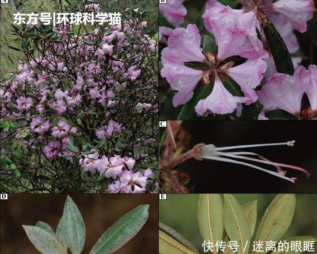 重生|朱鹮“重生”已达千余只消失近90年植物重现,是什么原因