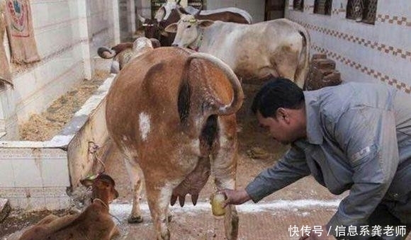 男子|印度男子卖牛尿每年获利百万,人们喝了之后赞不绝口