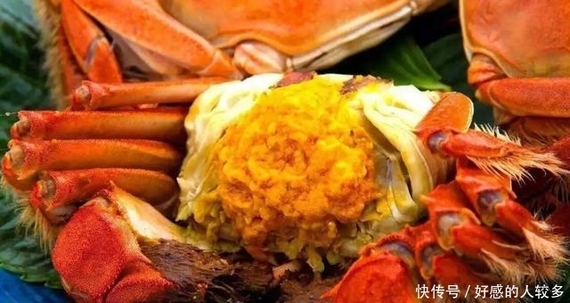 大闸蟹|为什么说阳澄湖的蟹,是中国的顶级食材
