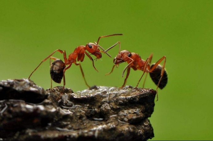  眼睛|蚂蚁是二维生物，看不到人类，人类维度低所以也看不见高级文明