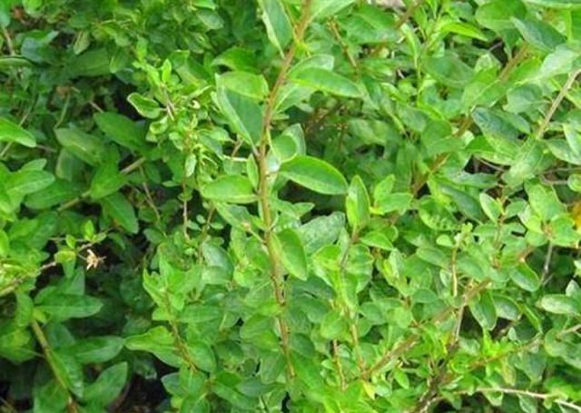 枸杞|农村一种野草，人们称它为“地仙”，果实可以吃，叶子的作用更大