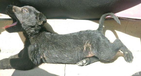 女孩|流浪狗眼巴巴的盯着女孩要吃的,邻居看到后:小土狗太掉价