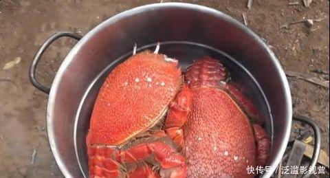 大妈|大妈花300块买了2只“老虎蟹”,一只3斤重,打开蟹壳后懵了