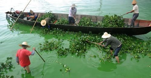 野菜|原产巴西,曾是水中一大祸害,如今成高档野菜,4元一斤