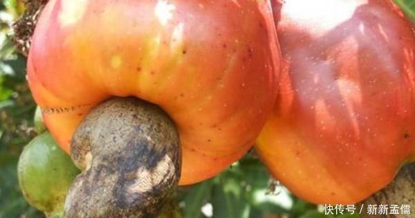 过程|腰果很好吃,那你知道剥腰果的人要受多大罪吗过程非常“残忍”