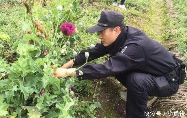  罂粟|中国唯一合法种植“罂粟”，规模高达一千亩，武警携真枪全天看守