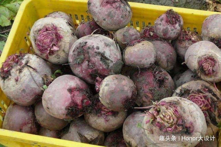 食用|印度特有的3种水果,印度根菜、变色果、一号芒果,见过的人不多