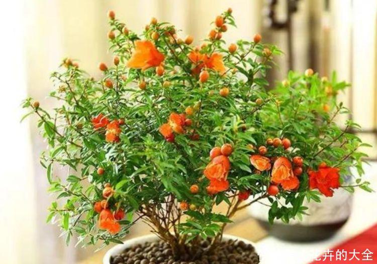  植物|阳台养花，不妨养这4款植物，花大色艳真漂亮，谁养谁上瘾