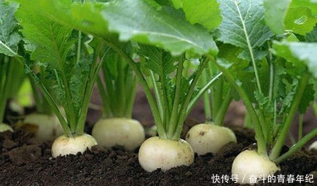 萝卜|常被误以为是萝卜的它,种植超2000年,成我国出口名菜