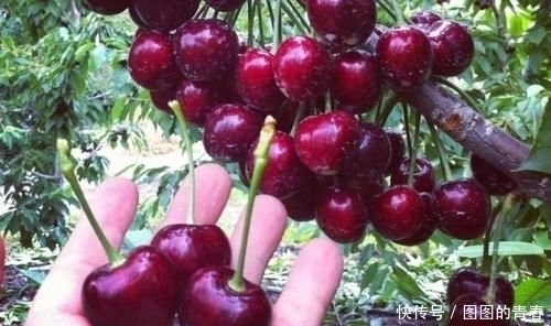 中带|名字中带“子”的水果，拿出5包辣条，猜你只想到了桃子