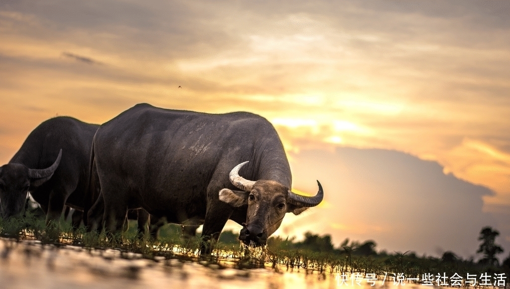 生肖牛|大金牛：7月22号运势红火，情场得意，有望脱单！