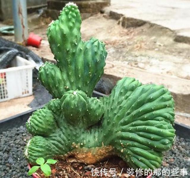 葱翠|葱翠壮丽如手掌的泰国山影,五指山这么养护,苍劲雄浑巍峨挺立