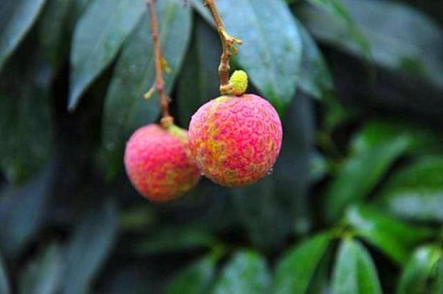 世上最贵|水果界的“布加迪”,一颗卖55万元,一般人吃不起,都是谁吃了