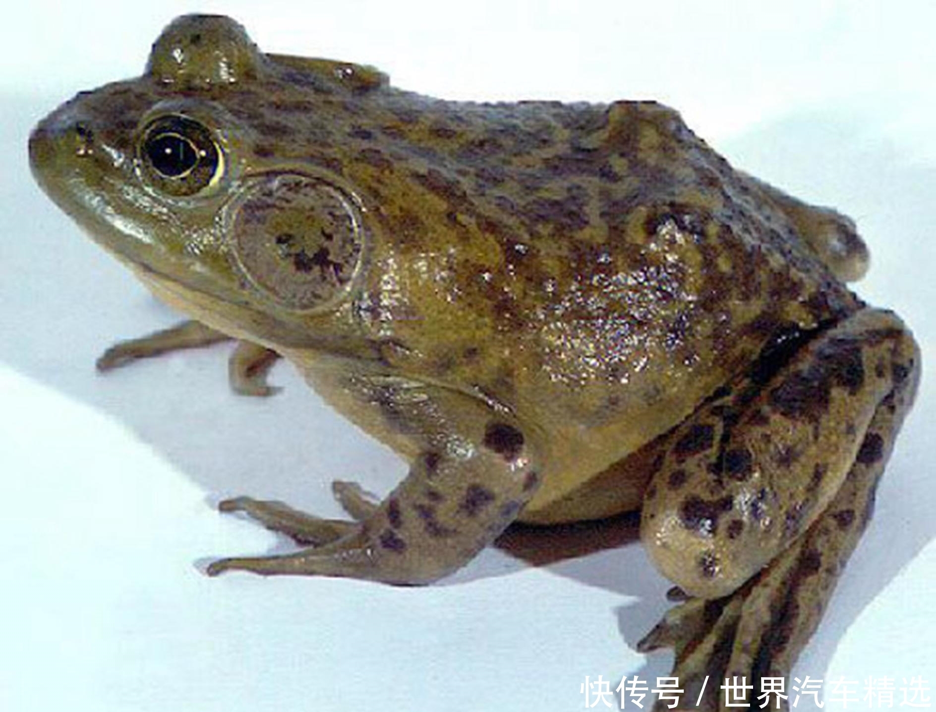 合作社|照片背后的故事:这道人间美味的背后 有残忍的虐杀存在