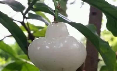 莲雾|南方这水果火了比蜂蜜还甜卖60元一斤，却少有人吃过