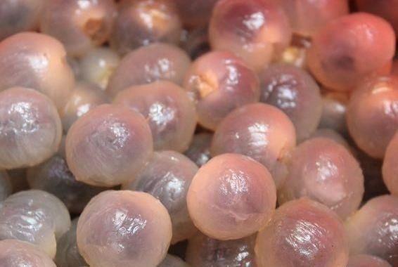 剥了皮以后|剥皮后变“兄弟”的3种水果,都能分清的,估计不是果农就是吃货