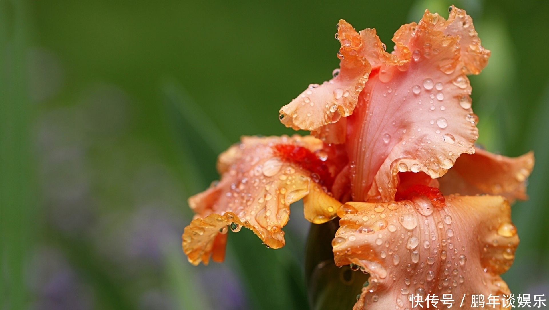 星座|近十五天，初见心动，桃花盛开，喜遇良人，永结同心的三大星座