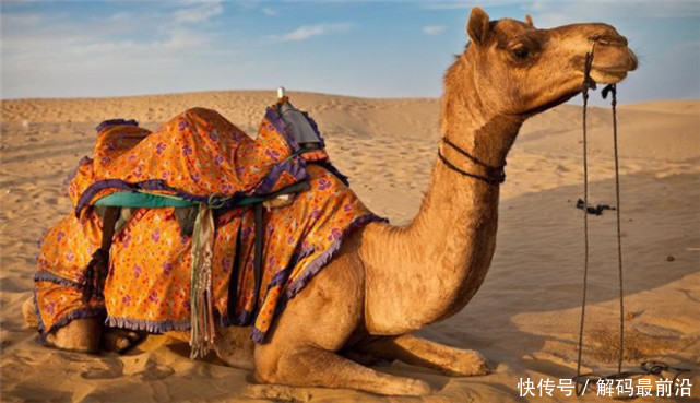  无人|沙特600亿高难度订单无人敢接，中国霸气接手，10年后外媒闭嘴了