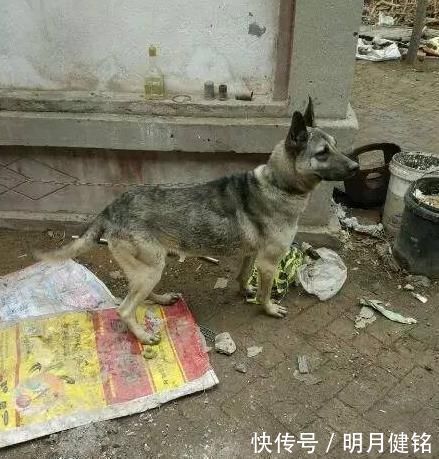 狗贩子|400元从狗贩子手里买来“土狗”,朋友看到最后说我赚大了