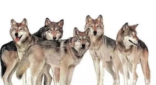 内脏|为什么有人说野外遇狼带上一包盐就可以救自己?