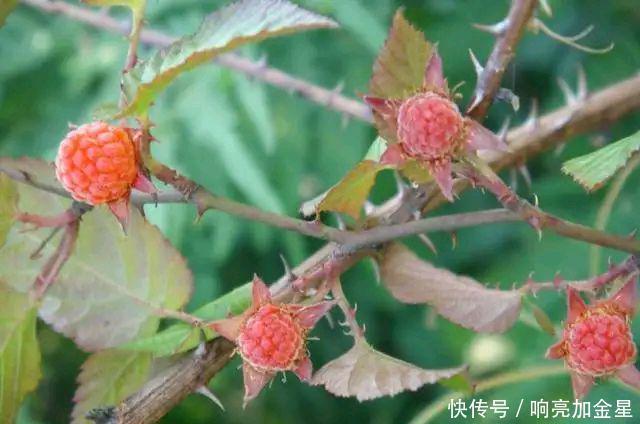 油茶树|农村这6种稀有野果,是80后的美味零食,现在却成了中草药