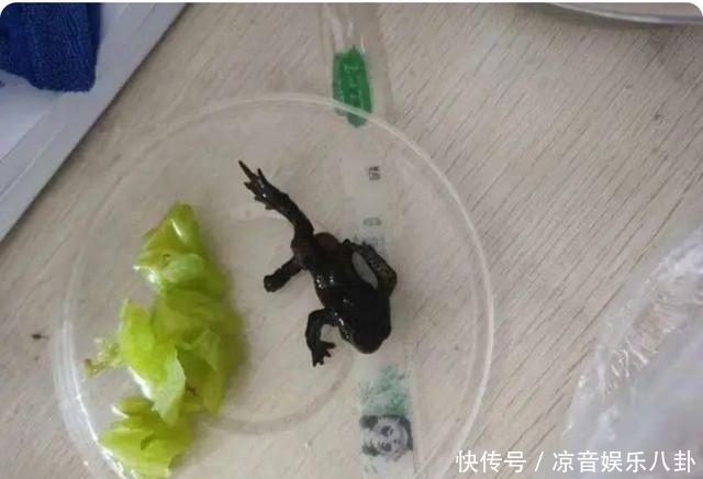 食品安全|女子点了份外卖,却吃出一只完整癞蛤蟆?商家:你恶心到我了