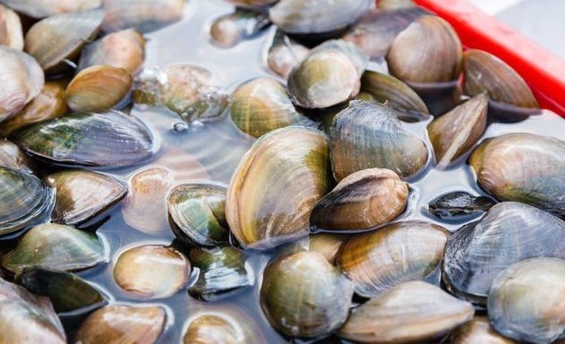 河蚌|农村河沟里的河蚌能吃吗遇到了请珍惜,它们的作用不可小觑