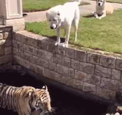 妹子|搞笑GIF:看来妹子你技术掌握得很好,你很棒