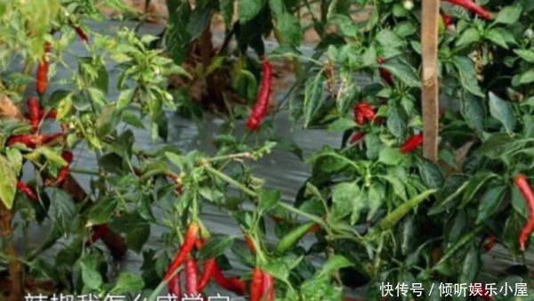 一不小心|向往4演戏痕迹太重张子枫一不小心说出实话,吓得导演都没法提醒