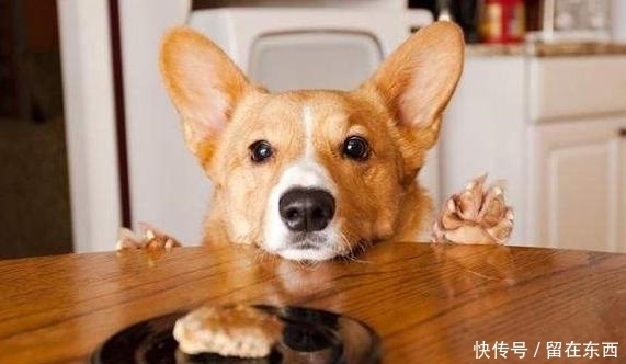  狗狗|为什么狗狗喜欢主人摸它的头部？背后的6个意义，真是“心机狗”