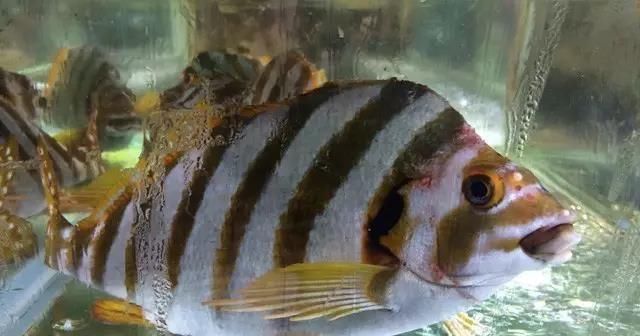 海鲜|世界上65种珍奇海鲜,贝爷都不敢说全部吃过,你吃过几种