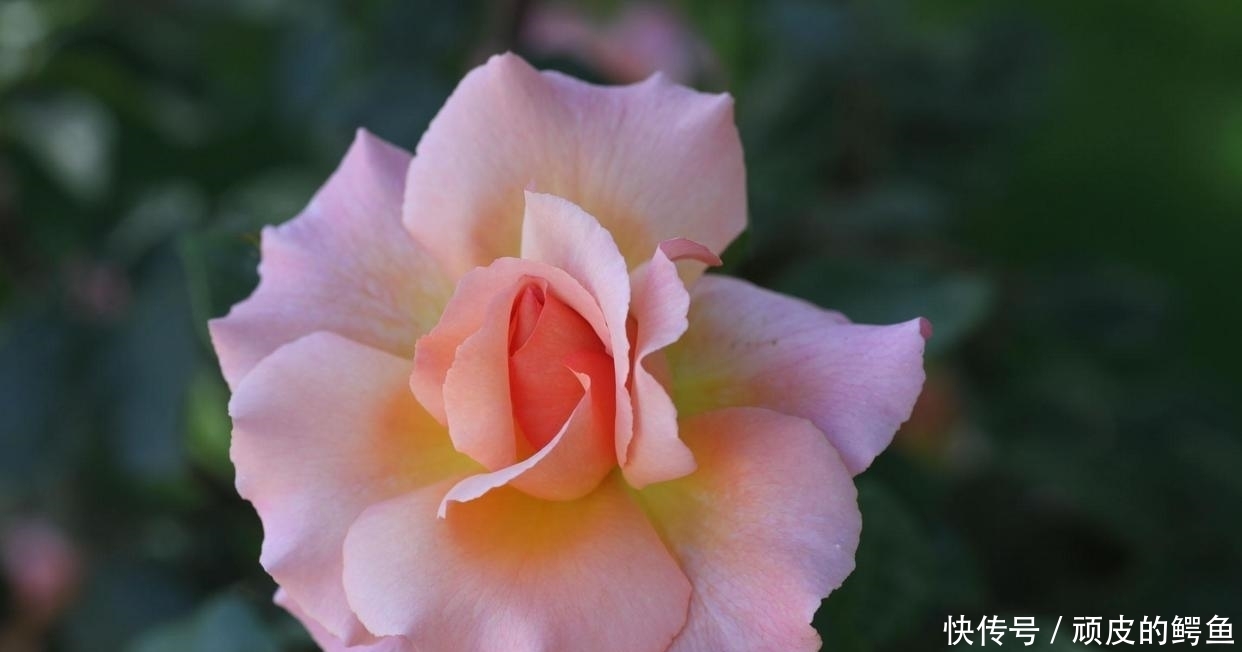 鱼水之|7月桃花似水,旧情似鱼,鱼水之情,难舍难分的3个星座