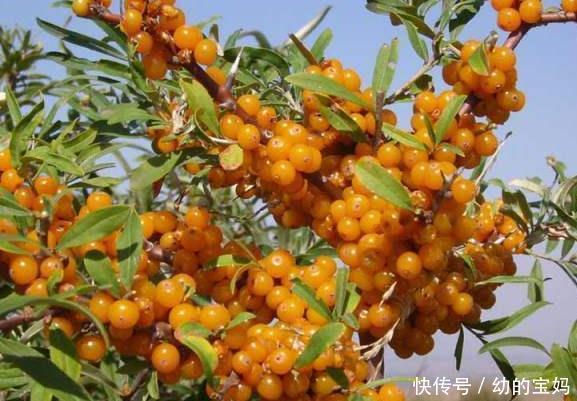 感冒|女人常吃一宝，感冒好了，排除湿气，远离妇科炎症，子宫越来越好