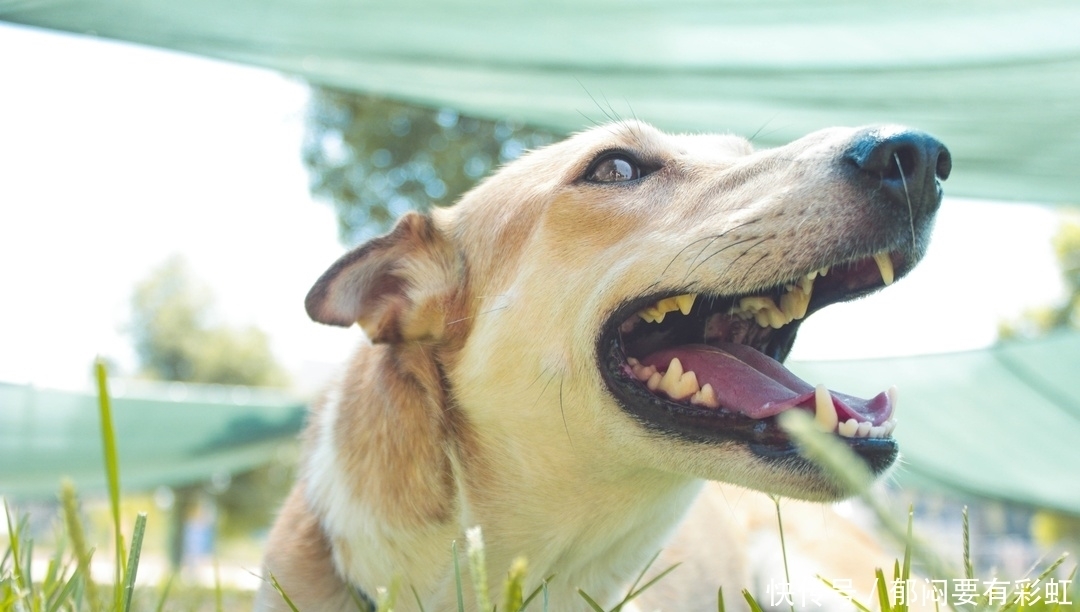 轻松|未来十天内财神降临地四大生肖,轻松发财,看看有没有你