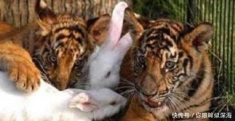 兔子|饲养员拿兔子给老虎加餐,兔子不敢动,老虎的动作很温柔!