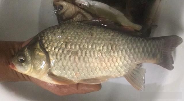 搅拌均匀|被大家忽略的一款饵,鲫鲤草鳊青通杀的一款饵,钓友都见过