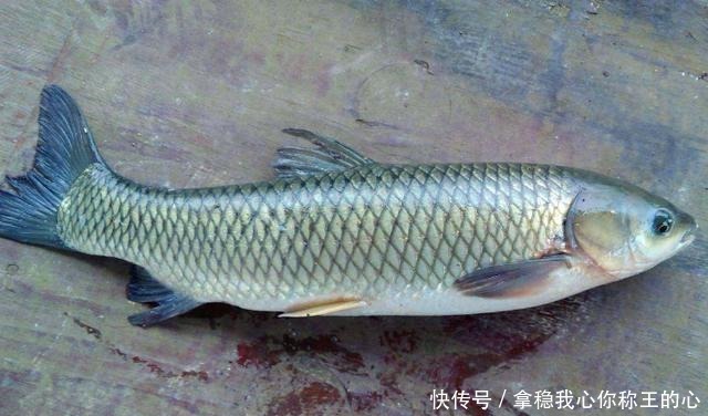 简单|大厨分享鱼肉的新做法,简单又好吃,不会做饭的都能学会,要收藏