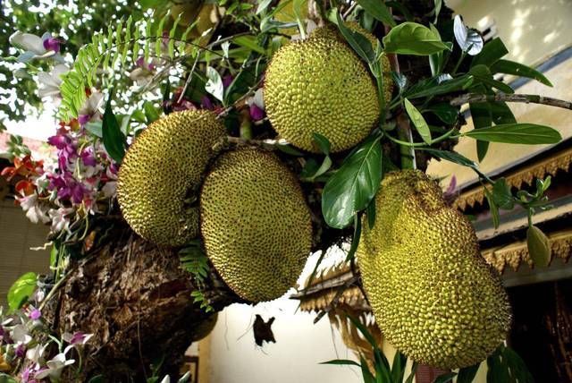 喜欢|榴莲和菠萝蜜的“私生子”,一闻一股臭鞋垫味,竟然还有人喜欢吃