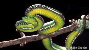 过后|三生肖: 12中旬过后事事如意, 子女孝顺, 往后生活大红大紫