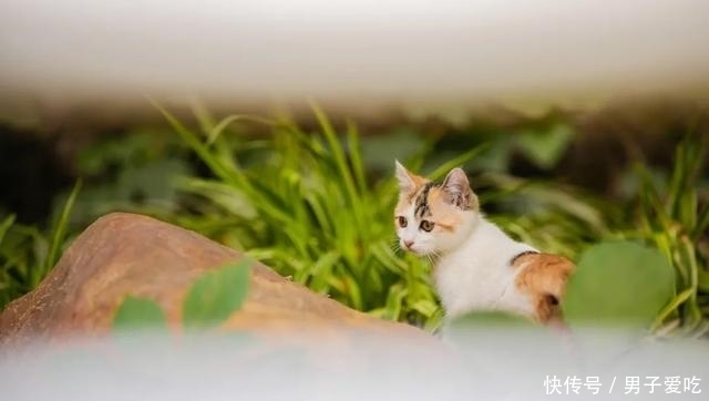  前来|观复猫天团上新，米麒麟前来报道啦