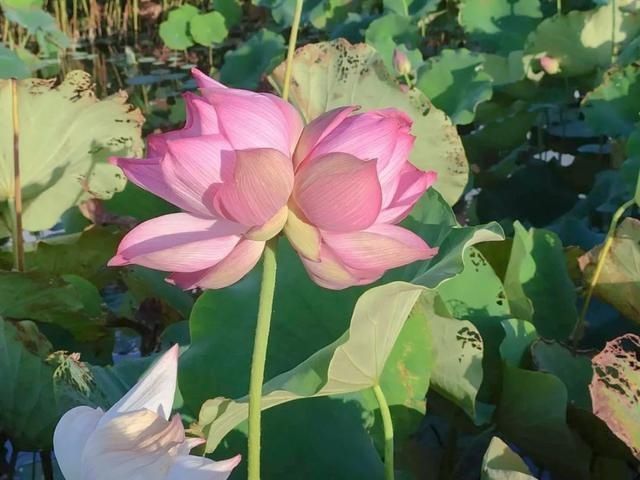 受限|偷摘并蒂莲蓬游客被“记录在案”两年内这些活动将受限→