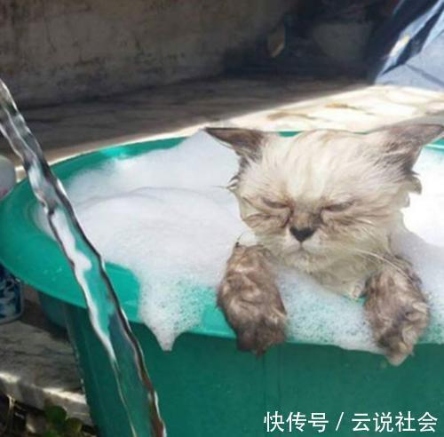 猫用|每天一个气死猫用铲屎官小技巧:第二十二天,洗澡是不可能洗的
